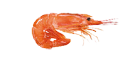 langostino_web Langostino (Pleoticus muelleri)
